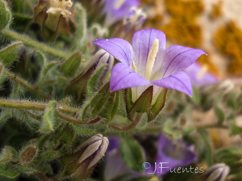 Campanula mollis.33