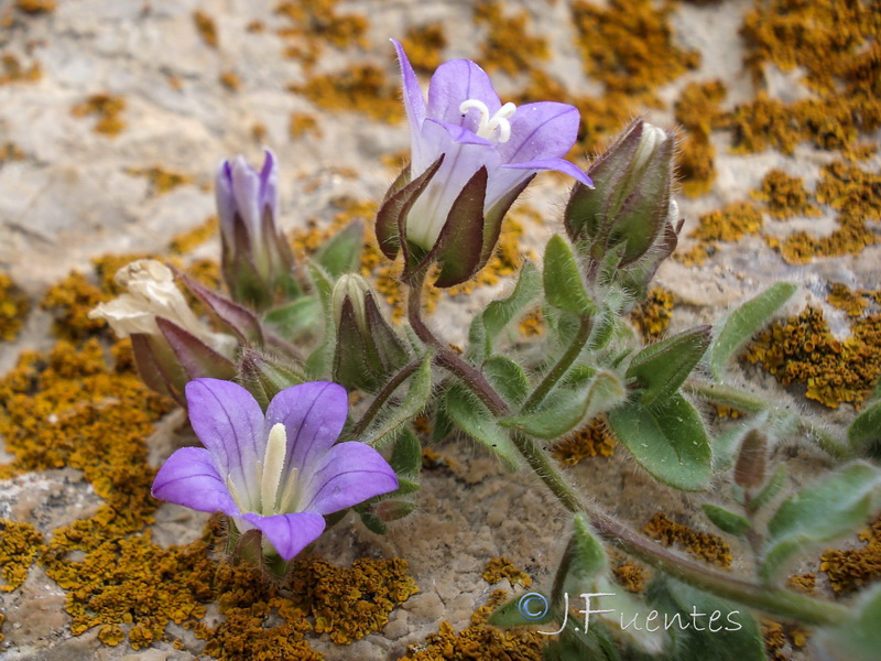 Campanula mollis.34
