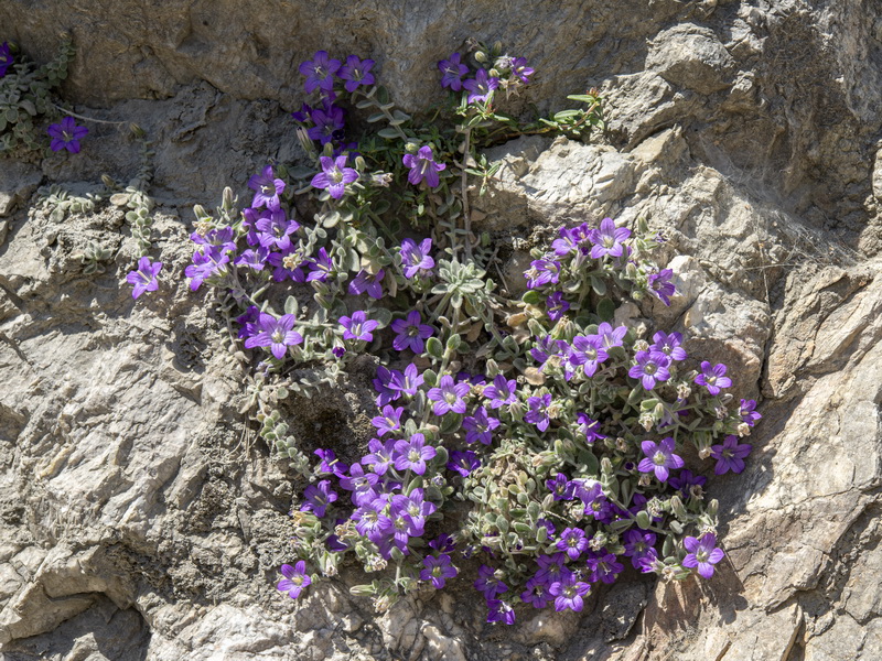 Campanula mollis.03