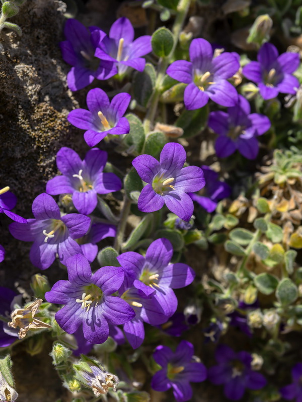 Campanula mollis.36