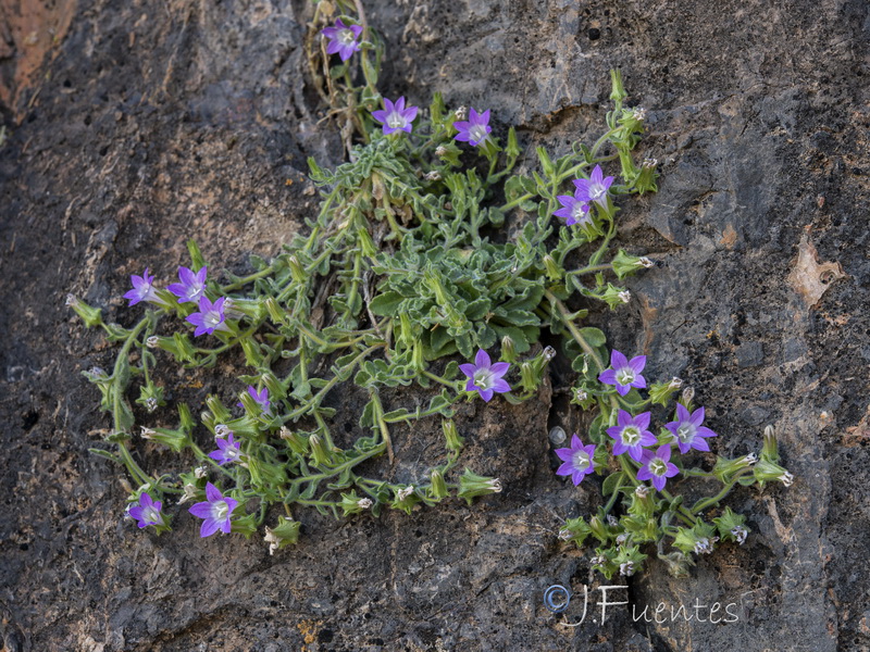 Campanula mollis.32