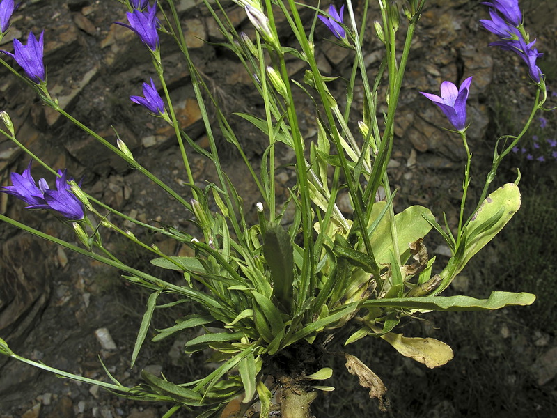 Campanula rapunculus.06