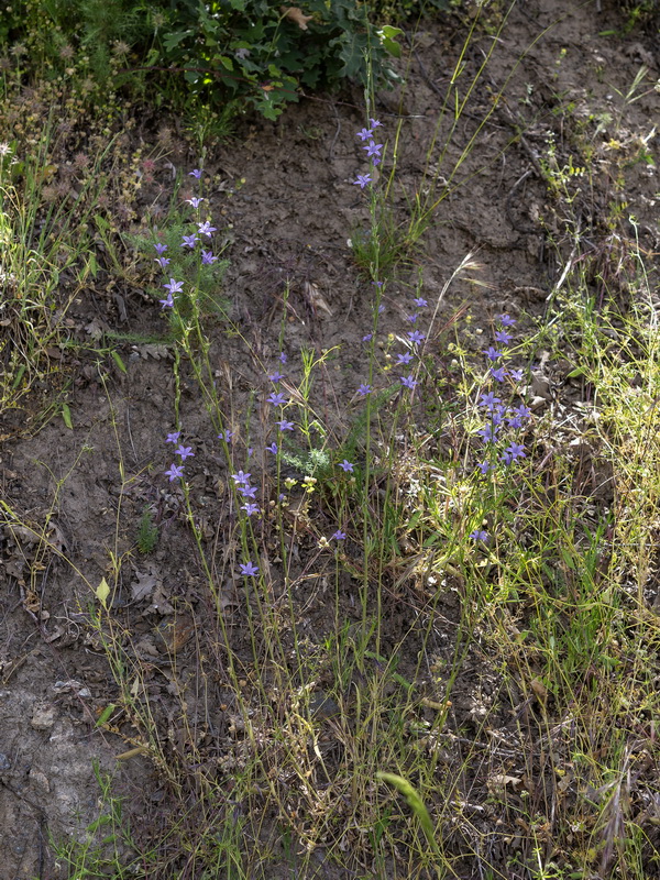 Campanula rapunculus.25