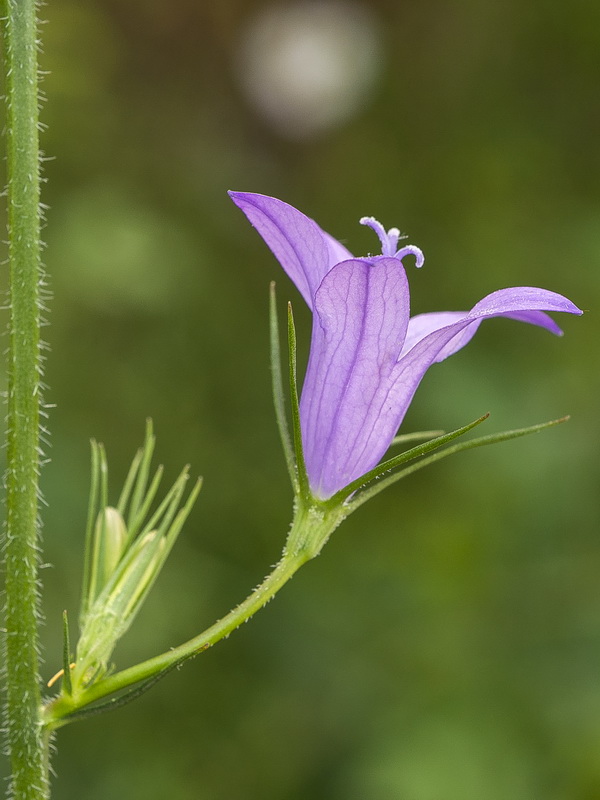 Campanula rapunculus.33