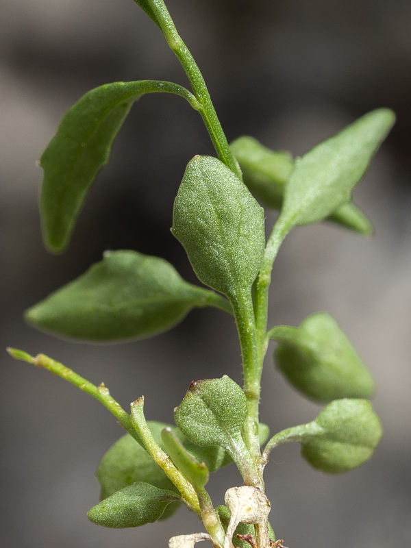 Campanula rotundifolia hispanica.11