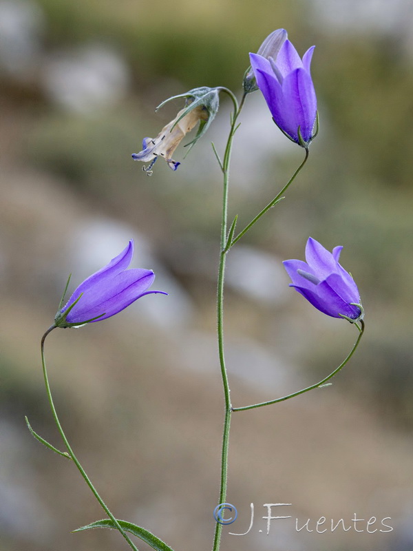 Campanula rotundifolia hispanica.20