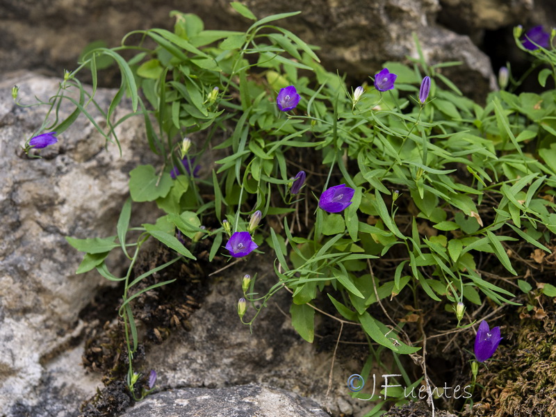 Campanula rotundifolia hispanica.23