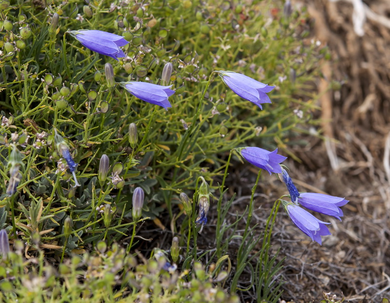 Campanula rotundifolia wilkommii.02