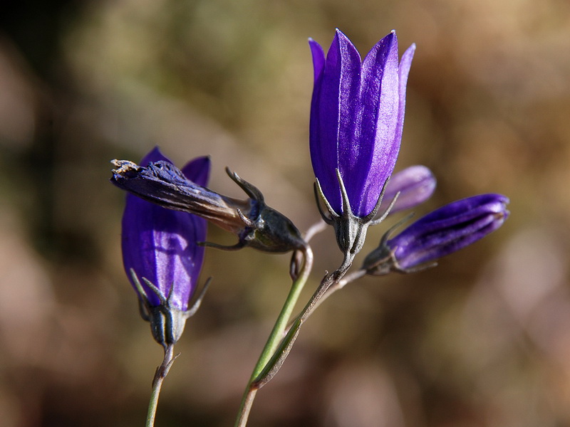 Campanula rotundifolia wilkommii.10