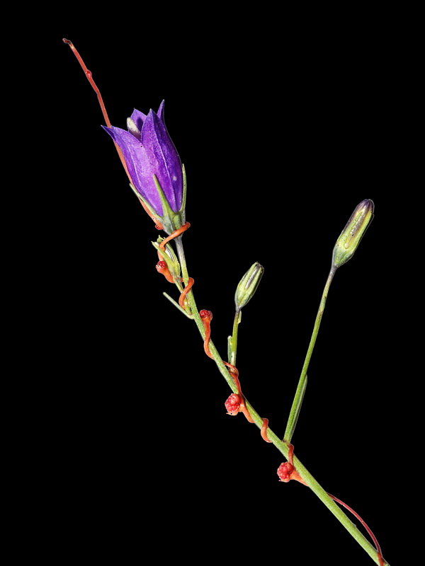 Campanula rotundifolia wilkommii.11