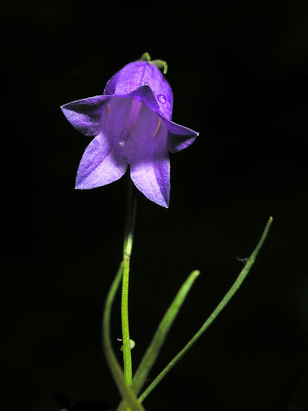 Campanula rotundifolia wilkommii.13