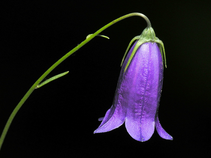 Campanula rotundifolia wilkommii.16