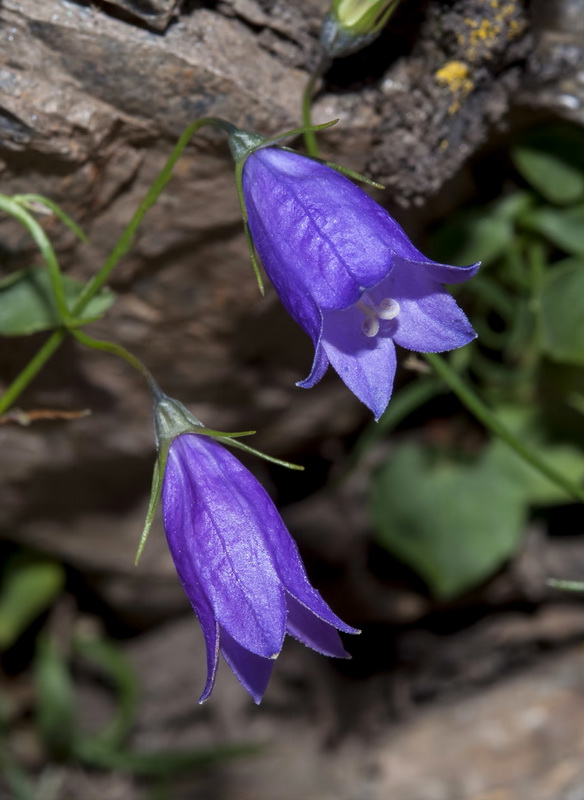 Campanula rotundifolia wilkommii.18