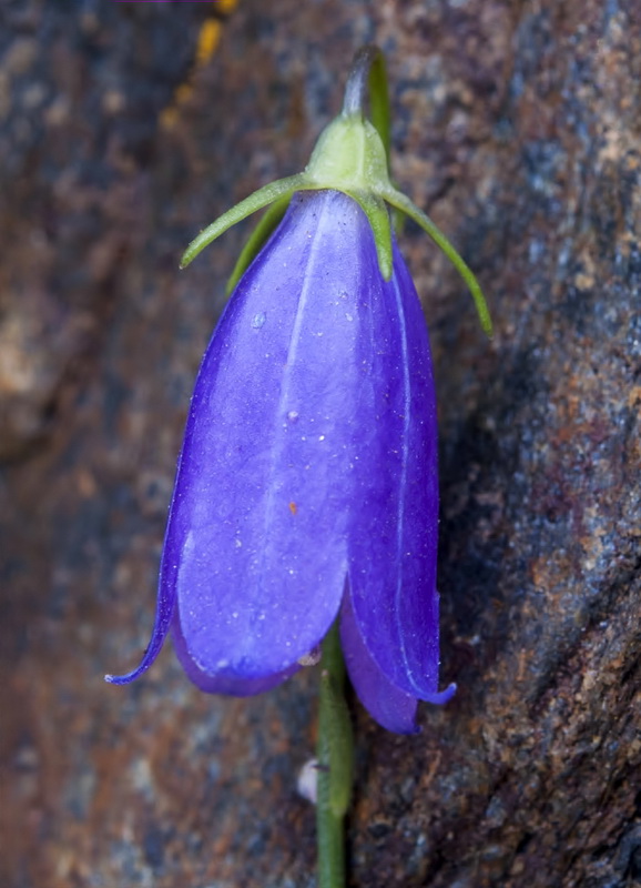 Campanula rotundifolia wilkommii.21