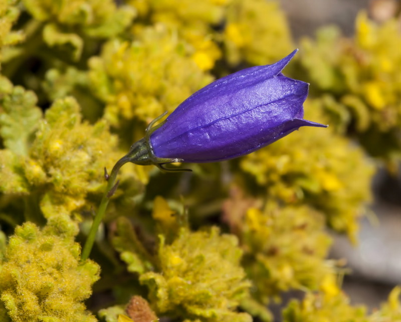 Campanula rotundifolia wilkommii.22