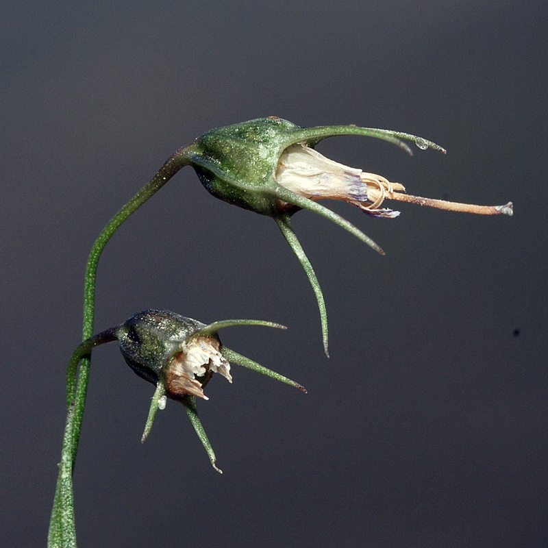 Campanula rotundifolia wilkommii.26