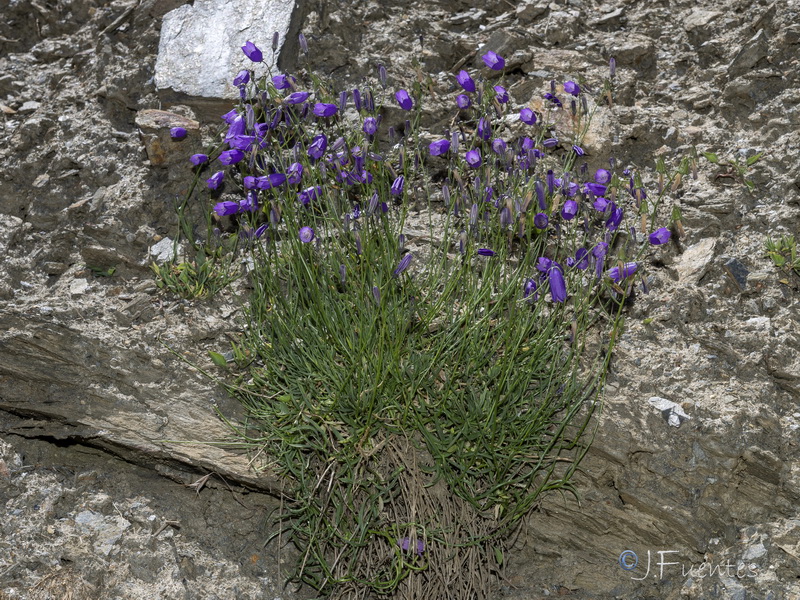 Campanula rotundifolia wilkommii.27
