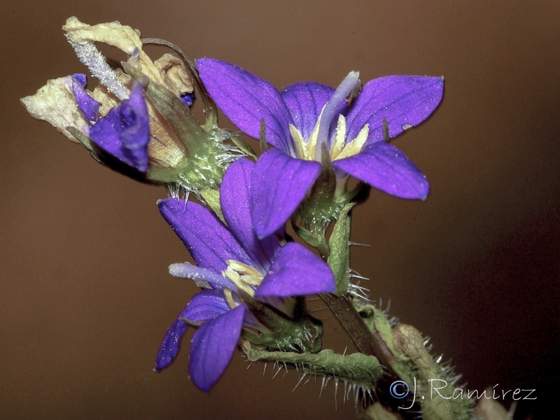 Campanula semisecta.01