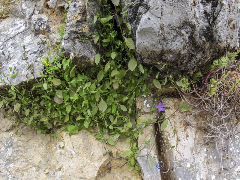 Campanula specularioides.01