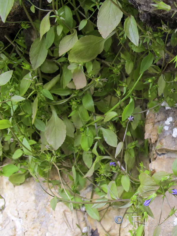 Campanula specularioides.02