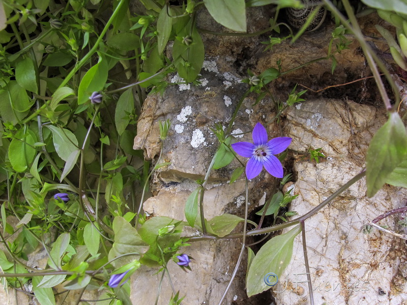 Campanula specularioides.03