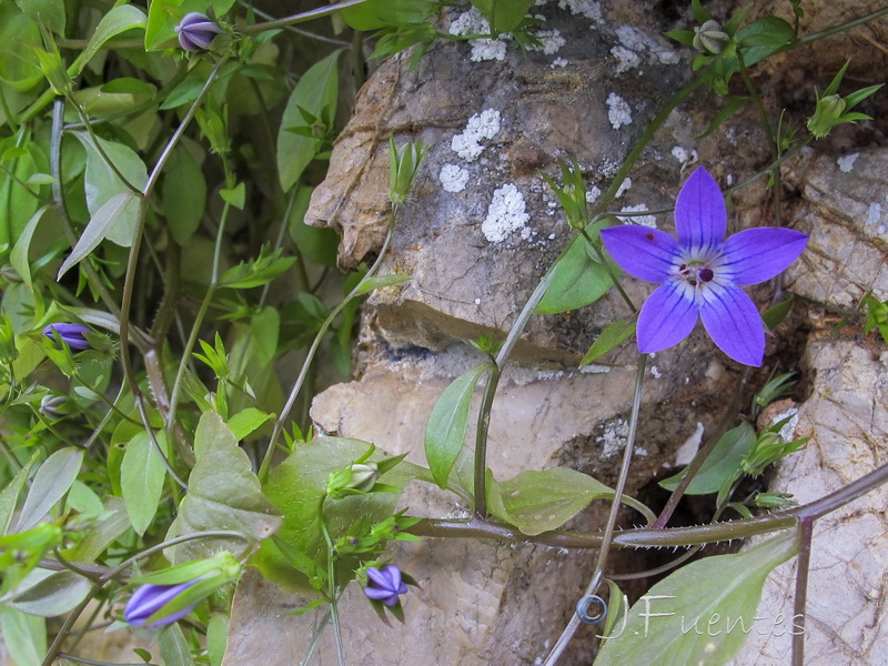 Campanula specularioides.04