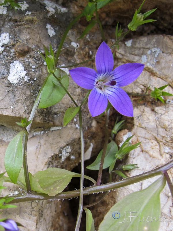 Campanula specularioides.05