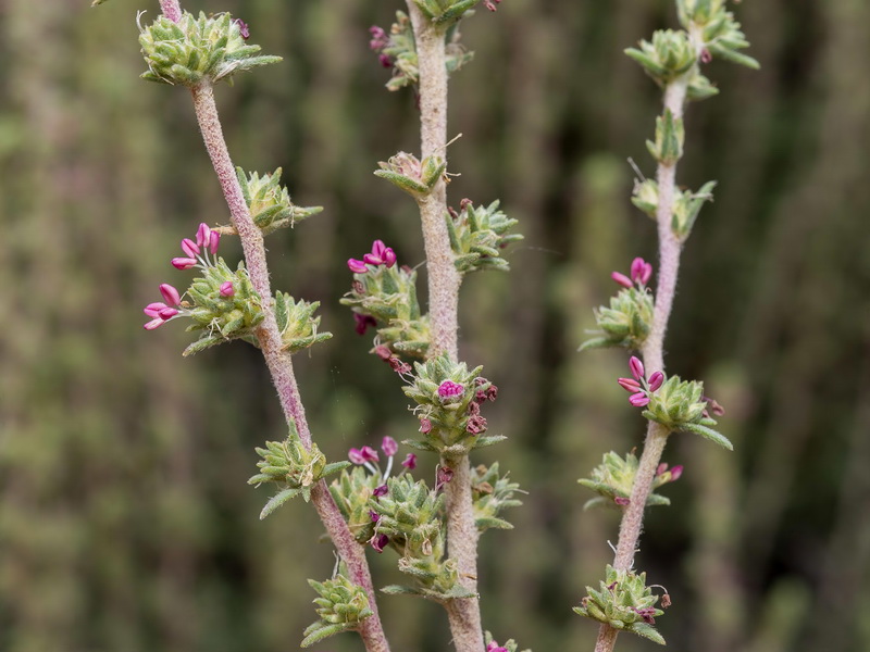 Camphorosma monspeliaca monspeliaca.14