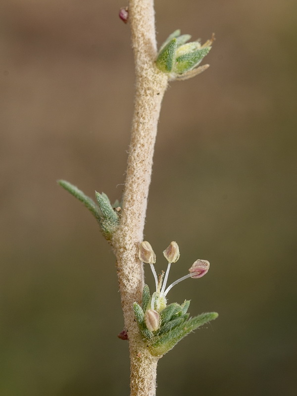 Camphorosma monspeliaca monspeliaca.25