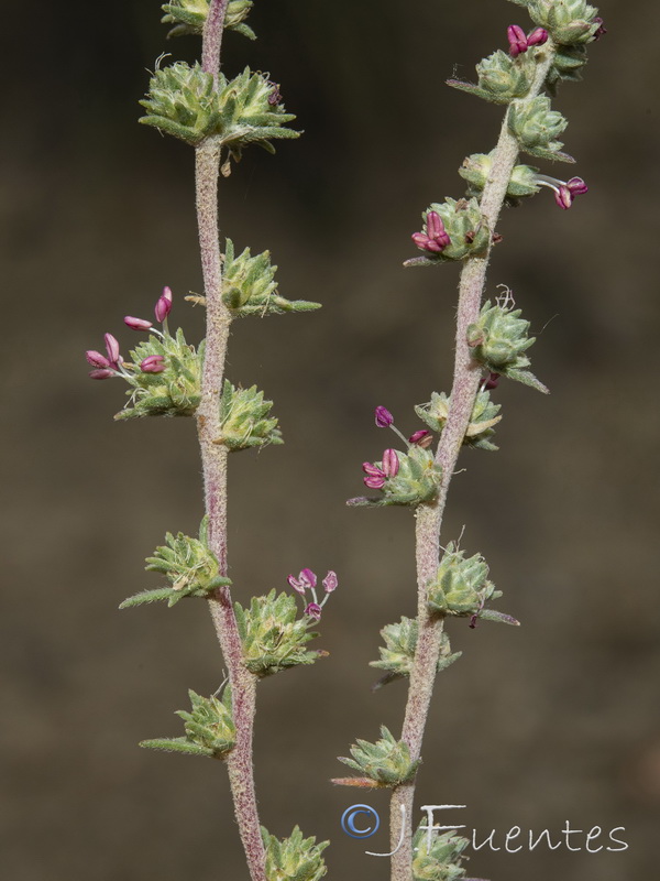 Camphorosma monspeliaca monspeliaca.07