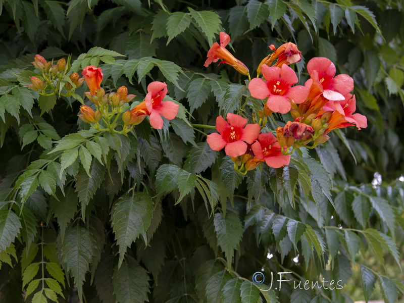 Campsis radicans.01