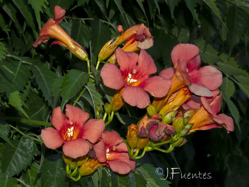Campsis radicans.02
