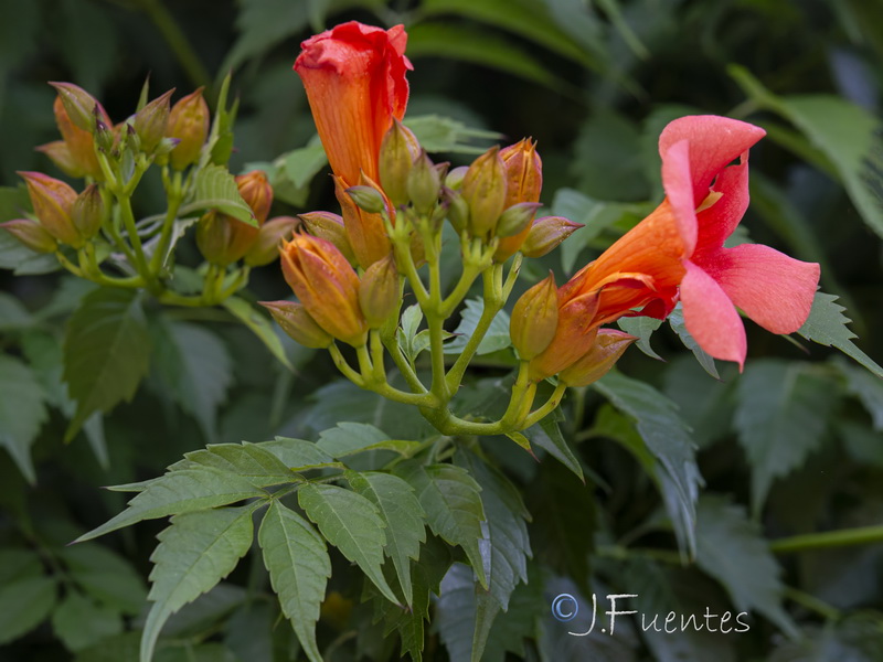 Campsis radicans.03
