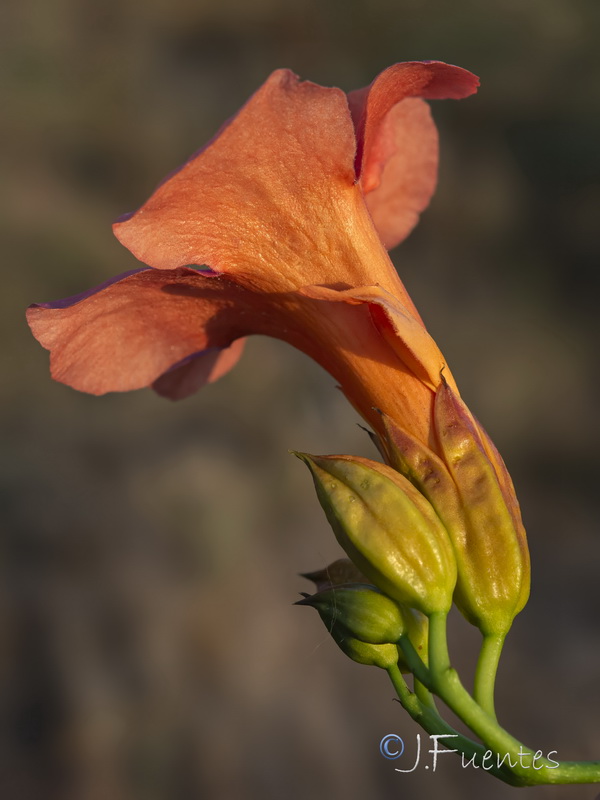 Campsis radicans.04