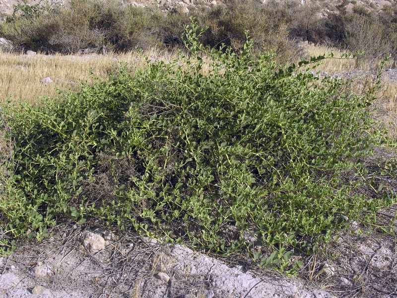 Capparis spinosa spinosa.02