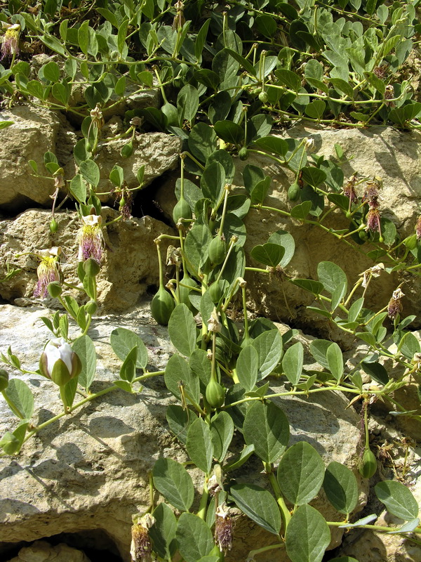 Capparis spinosa spinosa.05