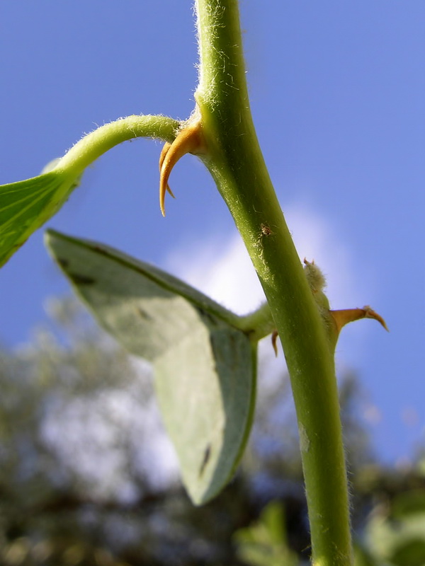 Capparis spinosa spinosa.10