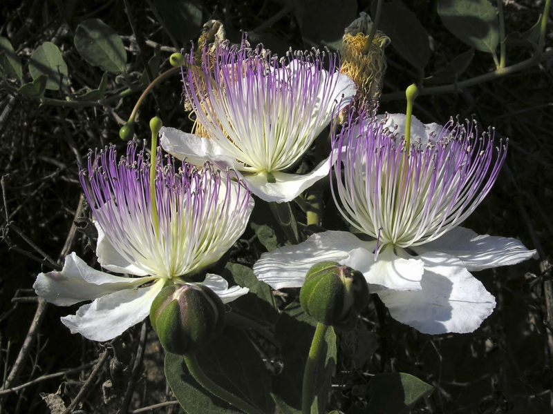 Capparis spinosa spinosa.16