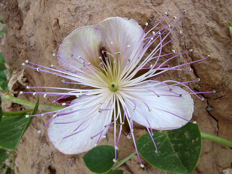 Capparis spinosa spinosa.18