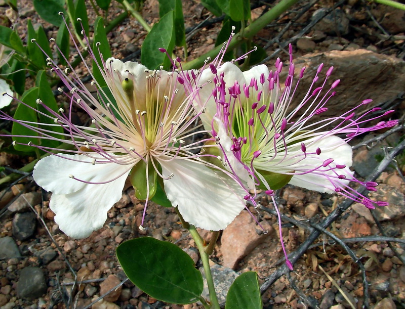 Capparis spinosa spinosa.20