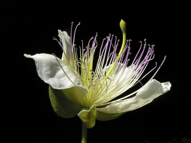 Capparis spinosa spinosa.28
