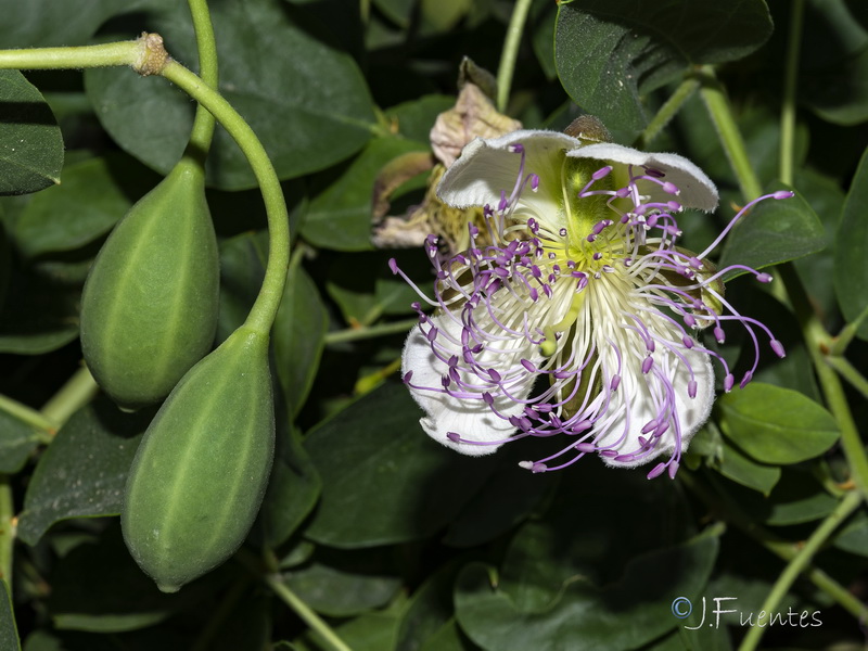 Capparis spinosa spinosa.35