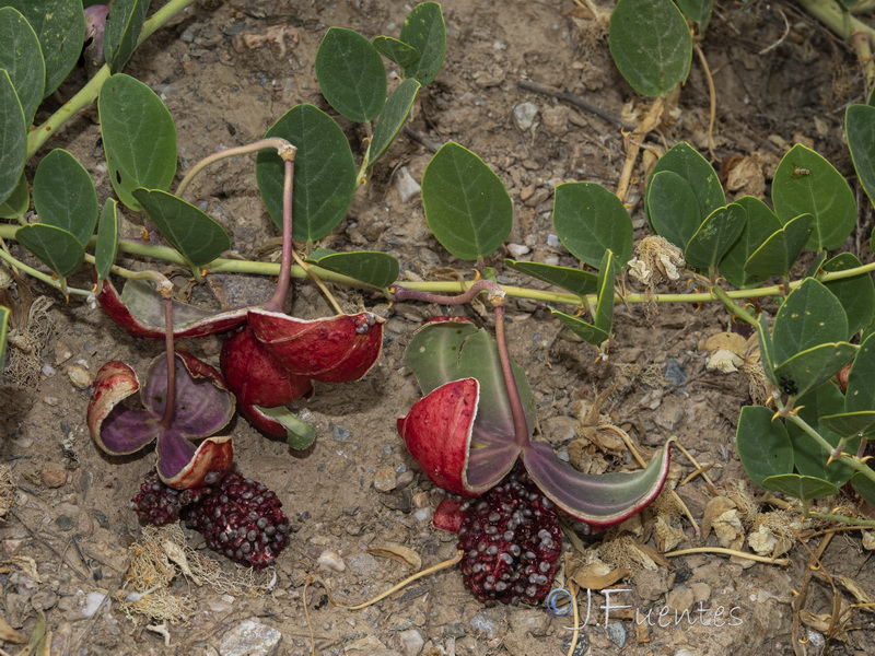 Capparis spinosa spinosa.37