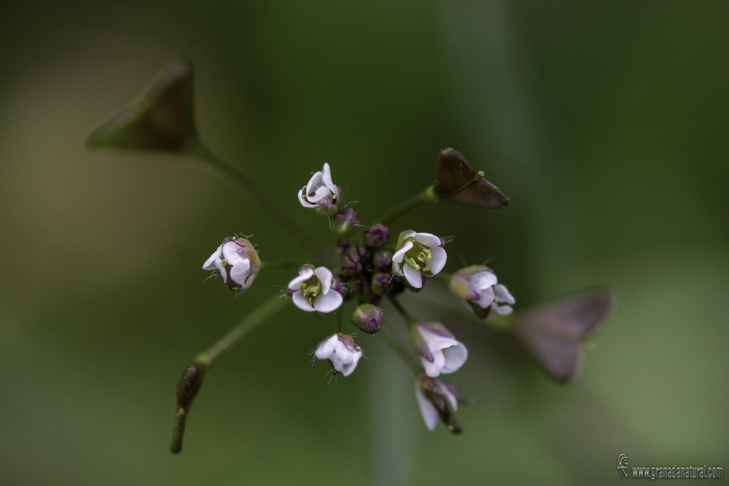 Capsella bursa pastoris