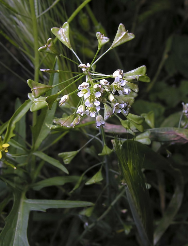 Capsella bursa pastoris.01