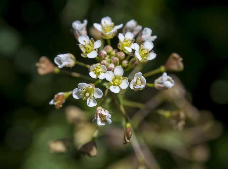 Capsella bursa pastoris.02