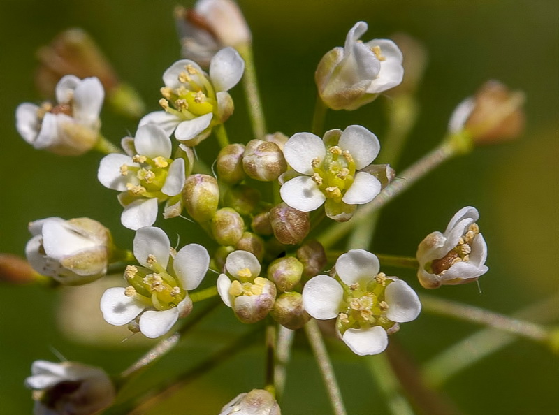 Capsella bursa pastoris.04