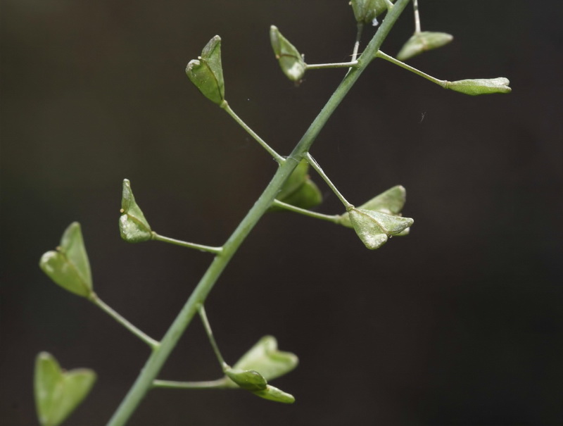 Capsella bursa pastoris.06