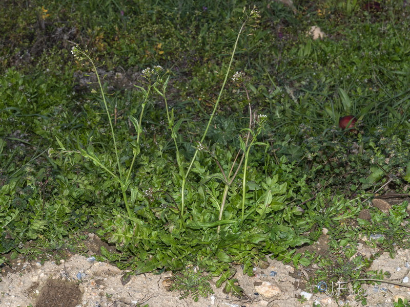 Capsella bursa pastoris.11