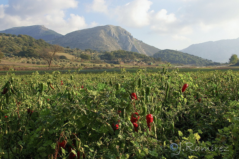 Capsicum annuum.01